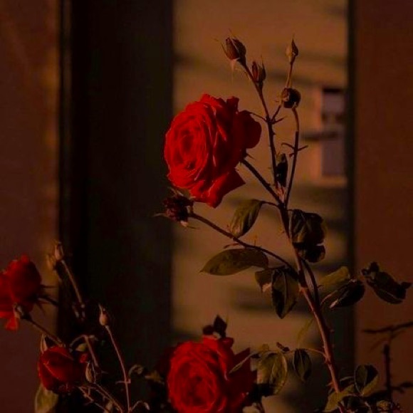 Meet your Posher, J - Picture 1 of 1